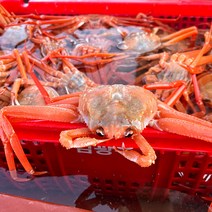 당일 조업한 구룡포 자숙 연지홍게 1.5kg 육수용, 육수용 1.5kg 7-8미
