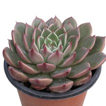 루돌프-에케베리아/촘촘한로제트/붉게물드는잎/다육