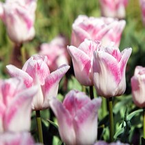 [Qgarden] 튤립 구근 트라이엄프 기획 특선 튜울립 봄 꽃 추식, 13.렘스 센세이션, 1세트