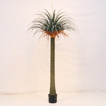 드라세나 드라코 용혈수 야자수 인테리어 조화(180cm)