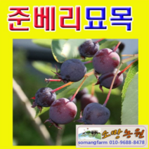 (D소망)준베리(발레리나)묘목 삽목1년 1그루