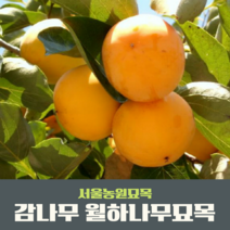 [엔부사과묘목] 서울농원묘목/감나무 묘목 대봉 야오끼(왕대봉) 둥시 차량단감 월하시, 상묘