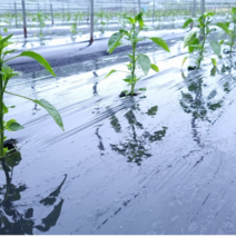 해충 억제 흑색 멀칭 비닐 두께0.02mm 폭90/100/120cm 길이100m 농업용 농사용 썬라이크 필름, 100cm/100m(친환경 인증농가)