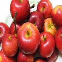 사과나무/미니사과/화분묘/묘목/kk2146