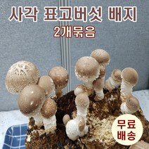 사각 표고버섯 배지 2개묶음 버섯키우기 키트