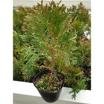 (측백)에메랄드 그린 9cm 포트(특묘)