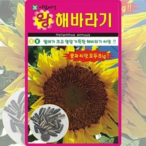 왕해바라기 씨앗 왕해바라기 씨 야생화 국화 꽃 종자 10립, 단품