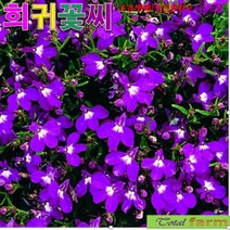 (씨앗) 팝플러스로벨리아 리베라퍼플 20립, 상세페이지 참조