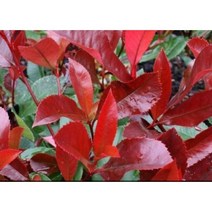 레드로빈 홍가시나무 x 10포트 생울타리 노지월동 정원수 조경수 상록수 꽃 나무 묘목 (DU), 10개