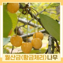 체리나무 묘목 황금체리 월산금 접목1년생 뿌리 특묘 3개