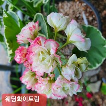 초록바위 로즈버드 유럽제라늄, 웨딩화이트링