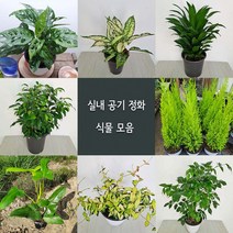 여름식물20종 중품 황금마삭줄 크루시아 초설마삭줄 유칼립투스 콤펙타 아글레오네마사파이어 산세베리아, 11.나타샤벤자민, 1개