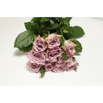 다빈치 장미꽃 생화택배 (고속터미널꽃시장) 꽃예꽃, 비슷한 느낌의 꽃으로 변경(다른꽃or다른색), 월요일 구매시 (수~목요일 도착)