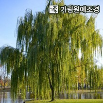 수양버들 수양버드나무 가림원예조경, 수양버들(숫나무) 삽목2년특묘(2개세트)