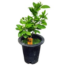 귤나무 묘목 귤나무화분 향기나는식물 향기나는꽃 과실수 낑깡나무 한라봉24, 1개