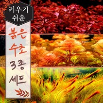 [미초] 키우기 쉬운 붉은 수초 3종 초보세트 (슈퍼레드/레드카붐바/베트남레드) / 초보자용 어항 수초 / 수초 세트 / 구피 수초
