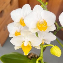 가꾸다 호접란 에그(쌍대), 1개