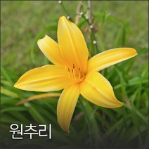 원추리 50g, 1개