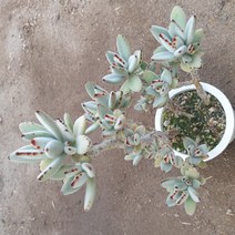 [수암다육] 월토이 단품 Kalanchoe tomentosa 다육 다육이 다육식물 국민다육 195