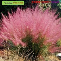 씨앗 팝플러스 환상적인 분위기 핑크뮬리 퍼플 (퍼플뮬리 연자주색쥐꼬리새 15립, 상세페이지 참조