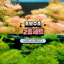 수초주인장 초보 2종 세트﻿ 총 13 촉 (암브리아 10촉 레드카붐바 3촉)