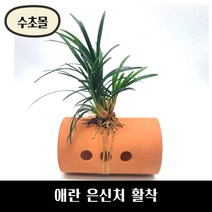 [수초몰] 애란 산란상 은신처 활착 / 초보 수초 구피 어항 물고기 금붕어 열대어, 4.물고기산란상+애란
