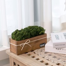 화장실에 놓기 좋은 화분 스칸디아모스 순록 이끼 히노끼 편백나무 인테리어 식물, 클래식, 포레스트 그린, 1개