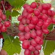 묘목/포도나무-레드샤인머스켓/접목1년 B107