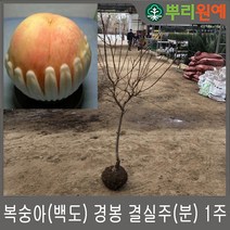 복숭아(백도) 경봉 결실주(분) 1주 뿌리원예 /과실수