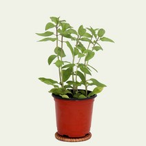 허브 식용 식물 모종 마이플랜트, 09.초코민트
