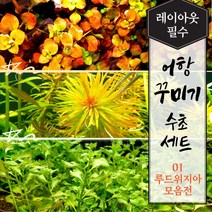 [미초] 키우기 쉬운 튼튼한 초보 수초 세트 (루드위지아 모음전) 12촉/16촉 랜덤발송 / 어항 수초 / 레이아웃 / 구피 수초 / 치어 수초 /, 16촉