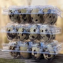 메추라기 알 상자 25개 팩 각각 12개의 메추라기 알을 담을 수 있음 재활용 가능한 플라스틱 계란 상자 가족 목초지를 위한 투명 계란 홀더 보관 용기