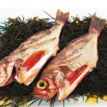 뽈락 가거도 불볼락 구이 튀김 탕 청정 생선 특대2미 대2미, 가거도 불볼락 대 3미