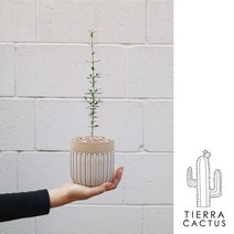 [화분포함 완제품] 수형이 예쁜 올리브 나무 - 패턴세라믹화분 2color, 베이지패턴세라믹(받침포함)