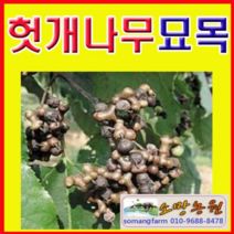 (D소망)헛개나무묘목(지구자) 실생2년 7그루