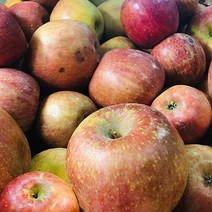 [가을사과] 아침이슬사과 [별담농]아침이슬사과 계절 주스용 사과 10kg, 겨울 주스용10kg