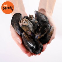 국내산 생물 홍합 제철 다듬이홍합 세철, 홍합 5kg, 1개