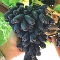 블랙사파이어 포도, 블랙 사파이어 포도 1kg, 1개