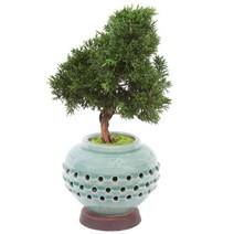 전국꽃배달서비스 고급 분재 동양란 생일선물 분재 선물용 취미용 소나무분재 개업화분 꽃선물, 청자투각-진백분재A