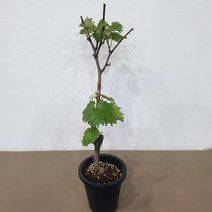 거봉포도나무 흑보석 화분묘 화분채배송, 1개