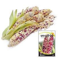 얼룩이 찰옥수수 씨앗 씨 종자 옥수수 150립