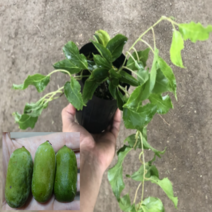 (D소망)개량왕다래묘목(용성2호)(4치포트) 2그루