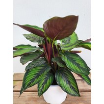 25~40cm 칼라데아 뷰티스타 중품 119