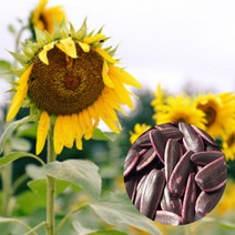 해바라기 씨앗 20g - 큰씨알종자 해바라기 종자