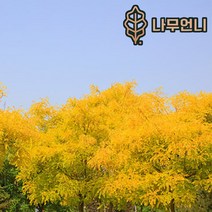 황금회화 정원수 나무언니, 황금회화 나무 접목2년생 특묘, 1개