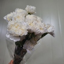 카네이션 문라이트 - 수입 : 콜롬비아 / 고속터미널꽃시장 꽃도매 서리풀플라워
