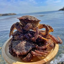 남해안 자연산 활 털게 1kg 왕밤송이게, 대-3~4마리내외