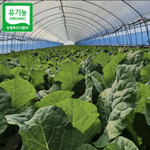 유기농 케일 신선초 주스용 즙용 1kg 2kg 무농약 채소 농장 녹즙, 즙용 케일 3kg