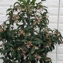 만냥금 대품35 - 공기정화식물, 1개