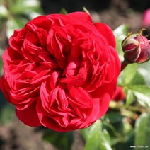 충주원예조경 / 독일장미 (Kordes) / 아웃 오브 로젠하임 / 땅장미 / 개화주, 1개